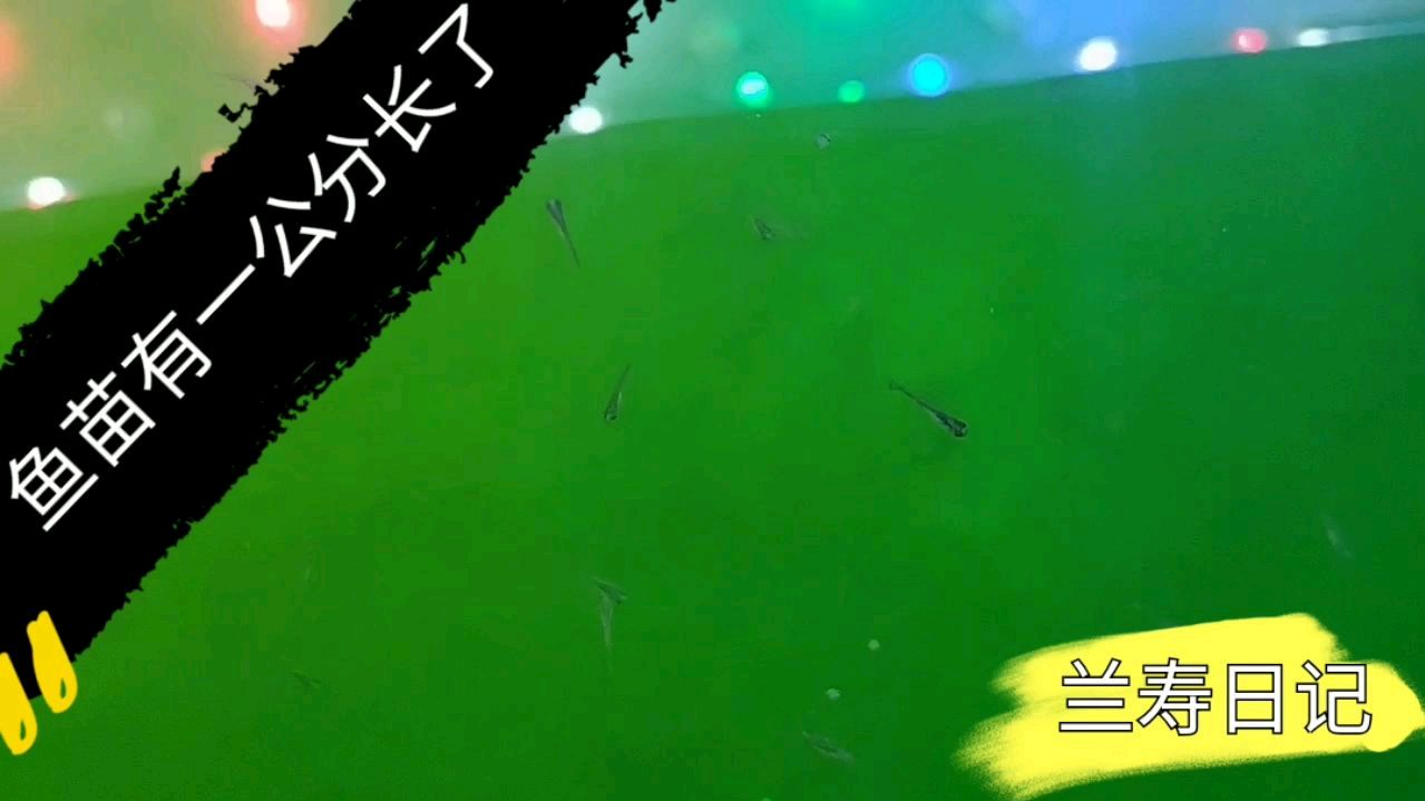 鱼苗有一公分长了 生长速度还挺快