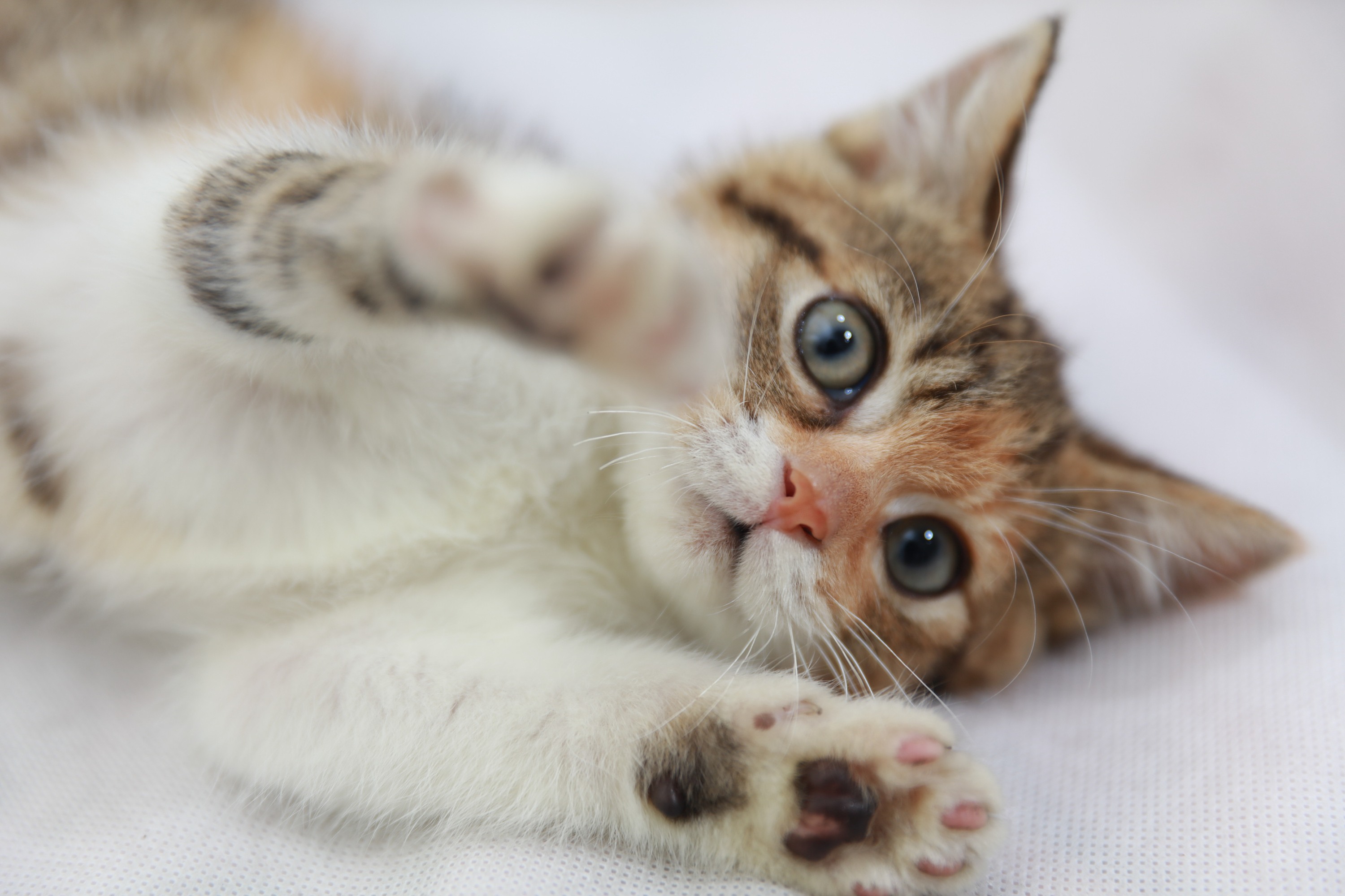 猫咪十五:你们夫妻都别争论了,该补补去,该吃的吃去.