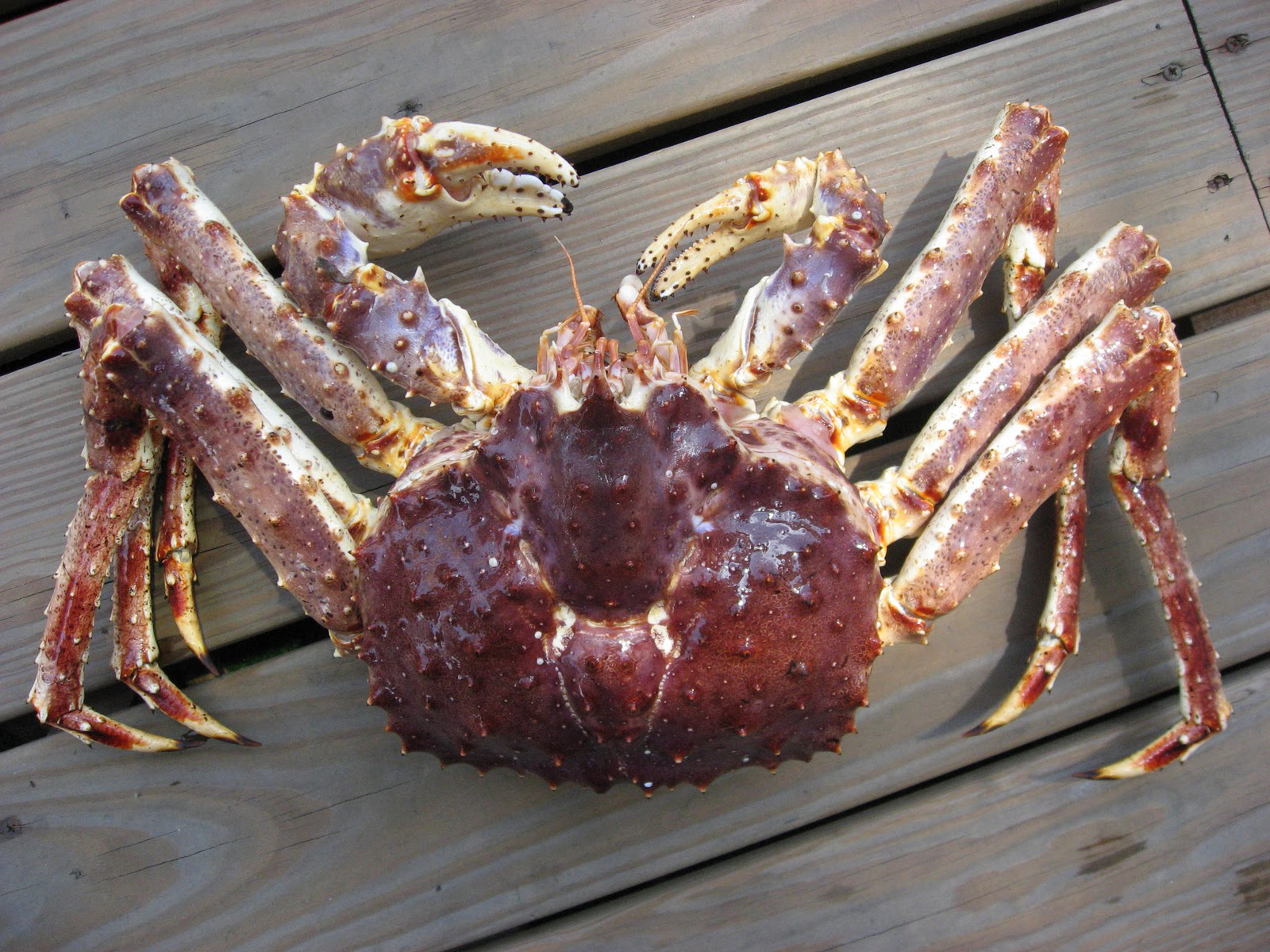 当今世界上4种"顶级"海鲜,帝王蟹入榜,许多人叫不出图2的名字