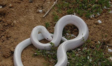 农村老汉,杀了交配的白蛇,没想到会因此而丧命