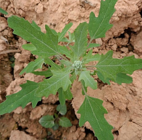 正确种植灰菜的方法