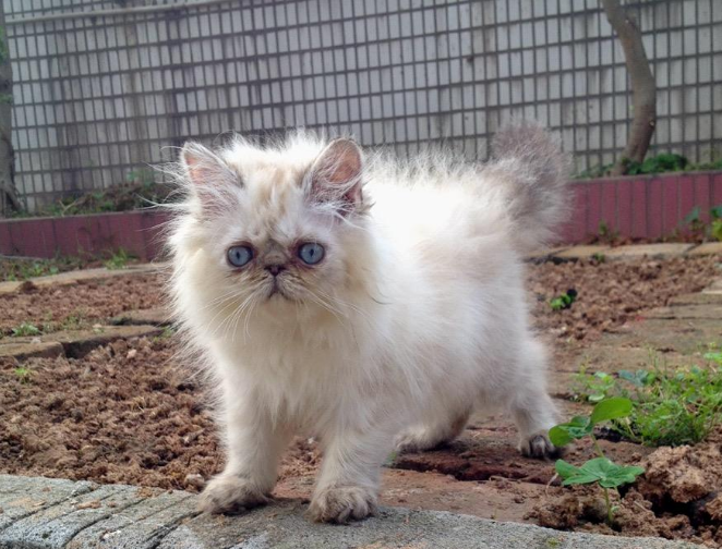 宠物猫:猫中之王,拥有雍容华贵的外表,让人非常喜爱