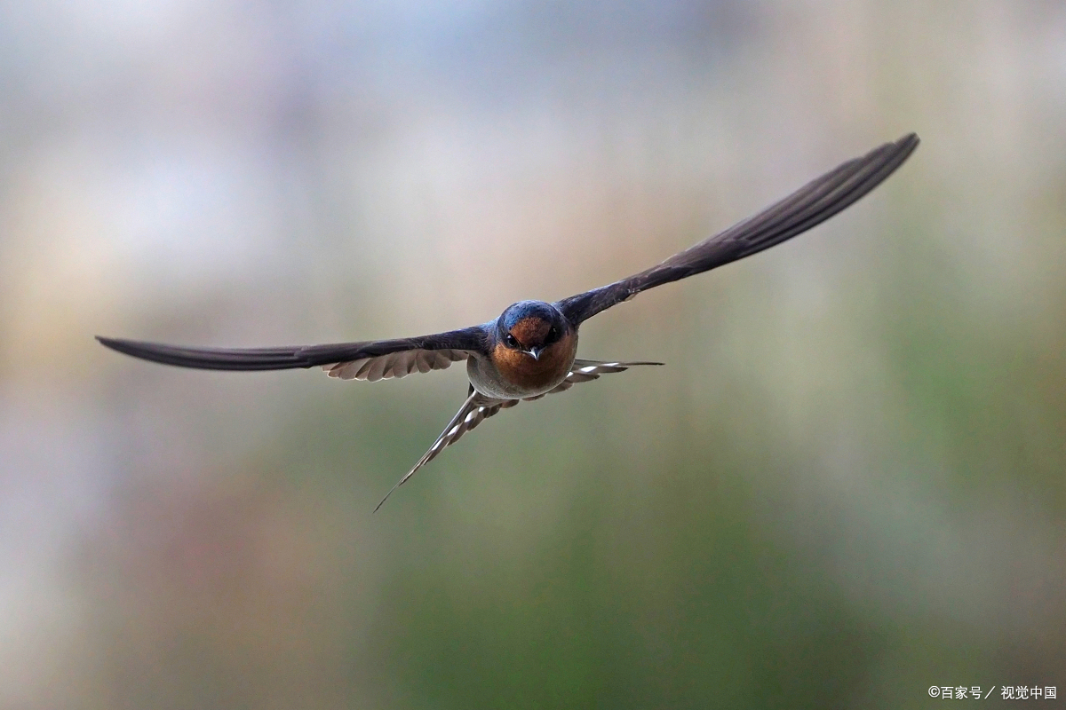 世界上飞得最快的鸟-尖尾雨燕