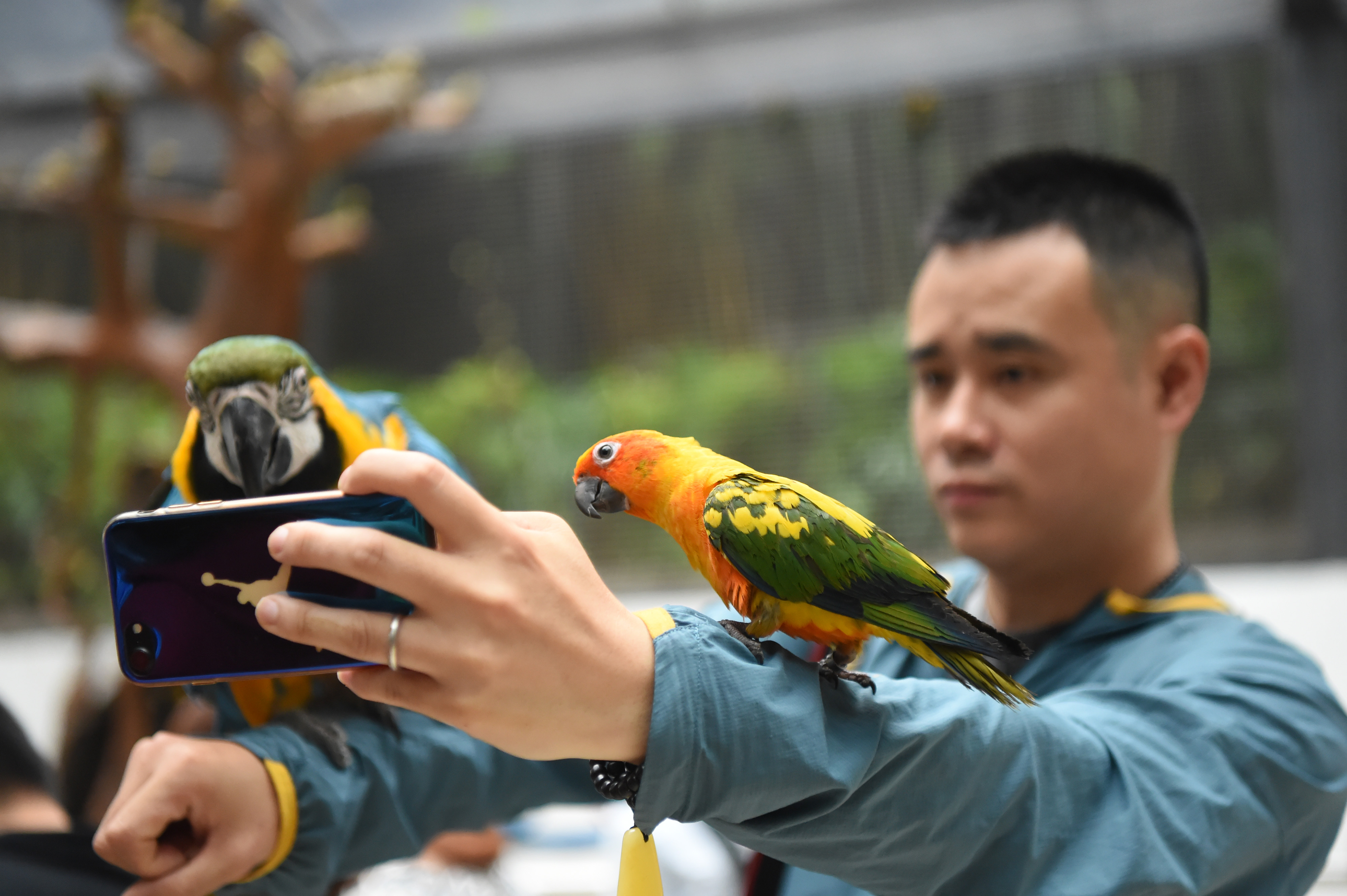 重庆动物园鹦鹉苑开园 人鸟亲密接触(2)