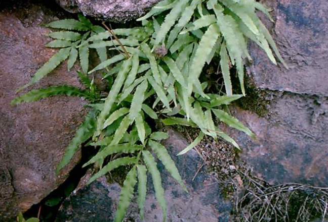 鸡脚杆植物图片