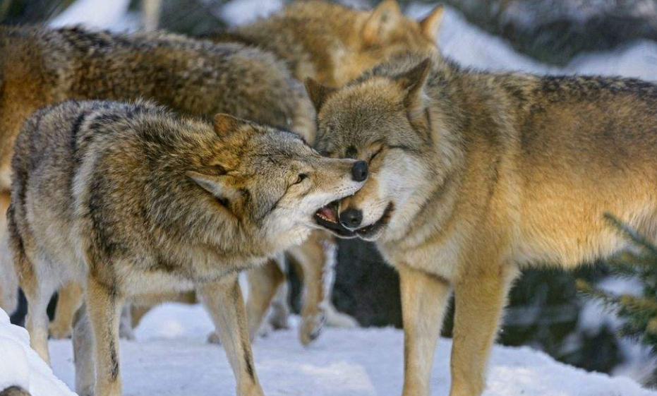 大家好,我是小天,我们都应该都看过动物世界,狼是一种十分凶悍的动 