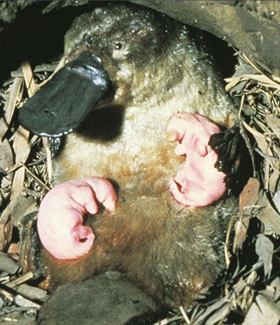 鸭嘴兽——最原始的哺乳动物之一