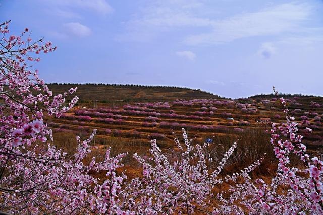 山花,從彭陽大地開始爛漫