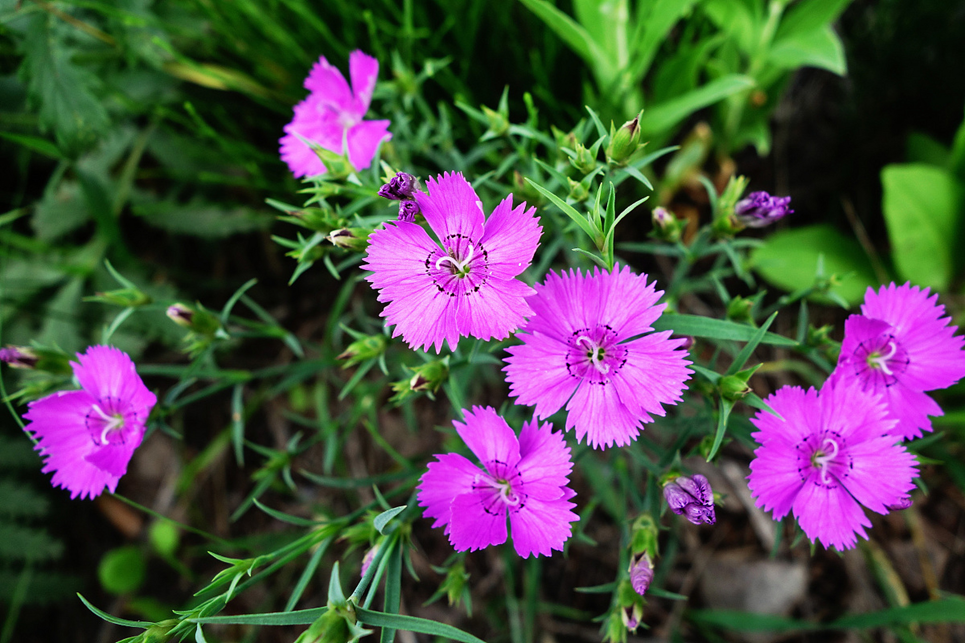 瞿麦花为瞿麦科多年生草本植物,高约20厘米左右,色红,白或杂色,枝头上