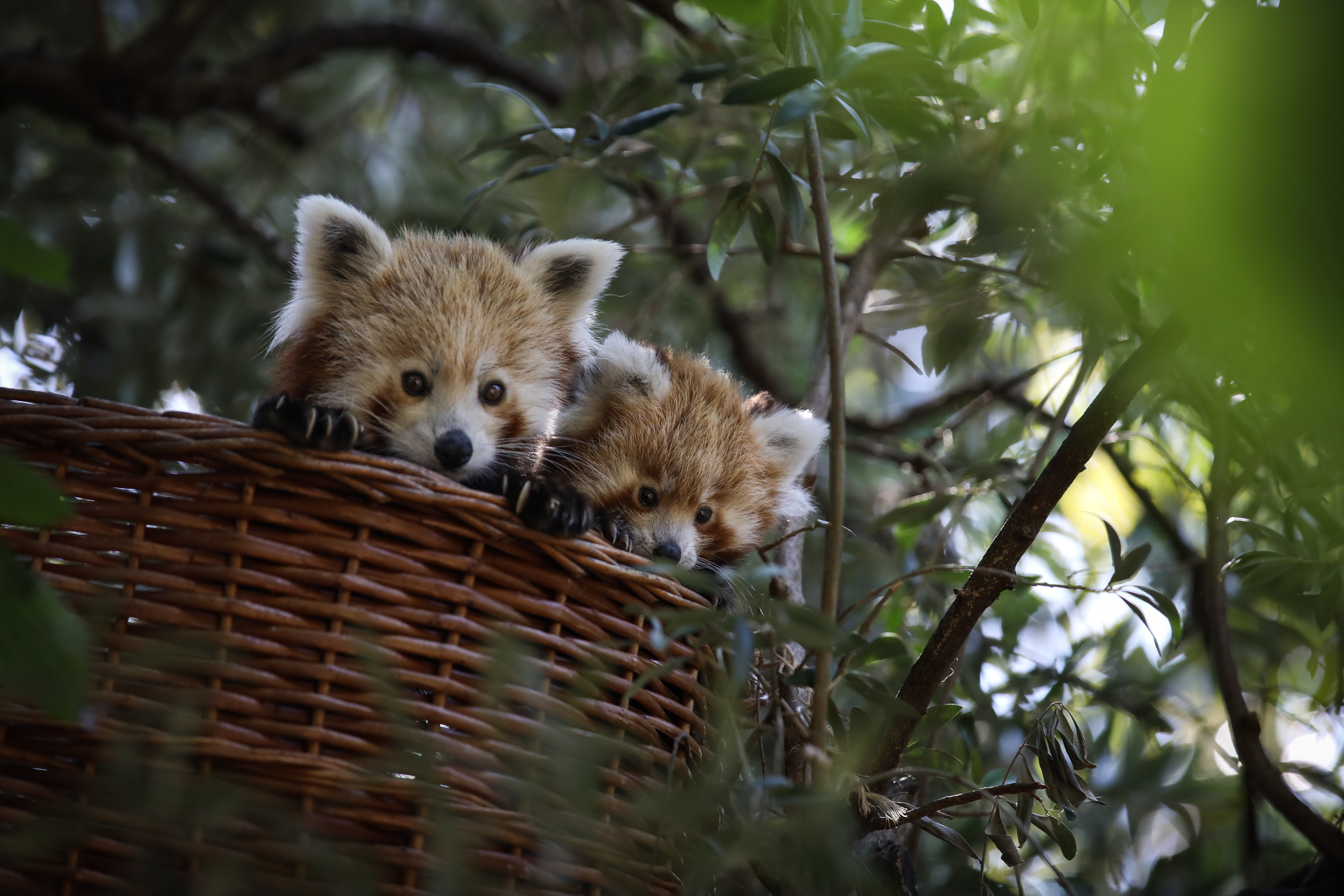 里斯本动物园的小熊猫(4)