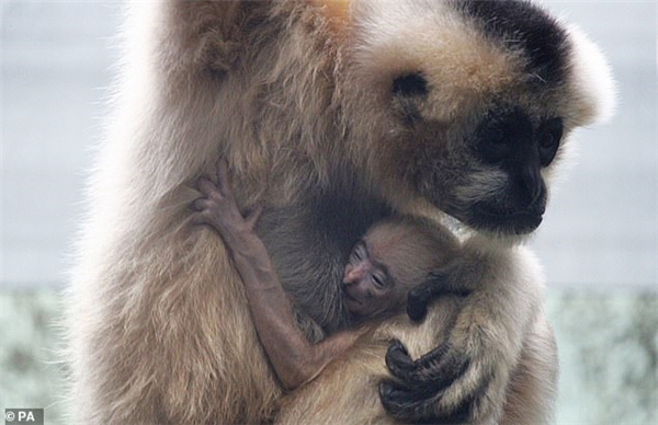 两种濒临灭绝猴子在英国特怀克罗斯动物园出生