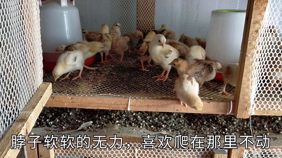 半个月小鸡,球虫初发期,疾病要以预防为主,把病毒扼杀在摇篮里