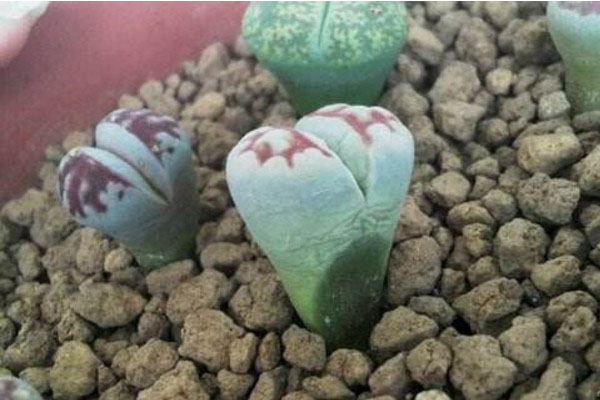 生石花化水,可能是土不干净,土壤洁净能有效降低化水现象!