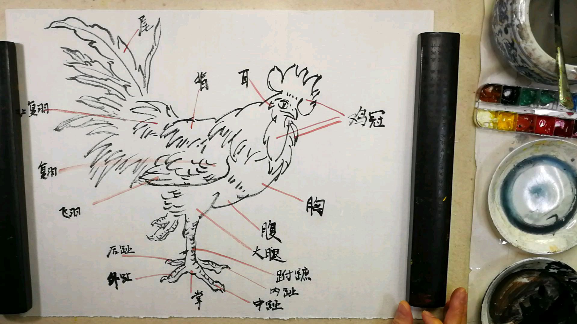 花鸟集第三章大公鸡的画法。第一节结构及名称:95%的人不重视结构