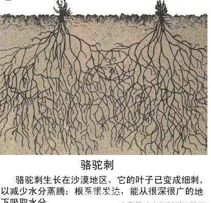 沙漠仙人掌根系图片