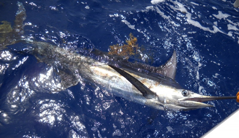 大西洋蓝枪鱼知识免费科普,看一看你了解多少?
