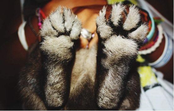 而兔脚就光荣地当选了,不过在传说中只有兔子的左后脚才有幸运的效果