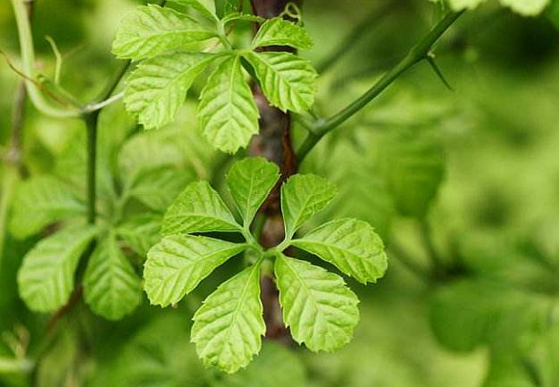 七叶绞股蓝不仅仅可以降血压,对血脂,血糖都有很好的调节效果,同时对