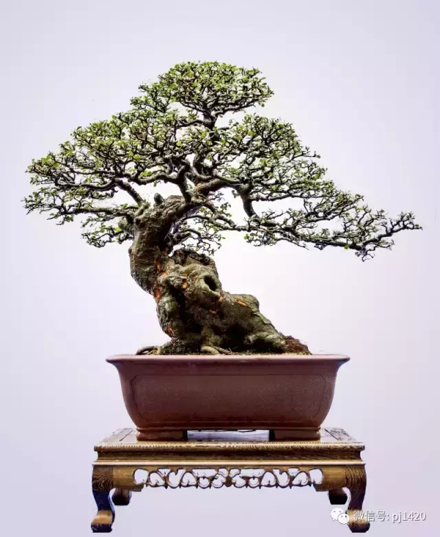 榆树盆景树形优美, 是众多盆友的至爱, 移栽一定要注意这八点