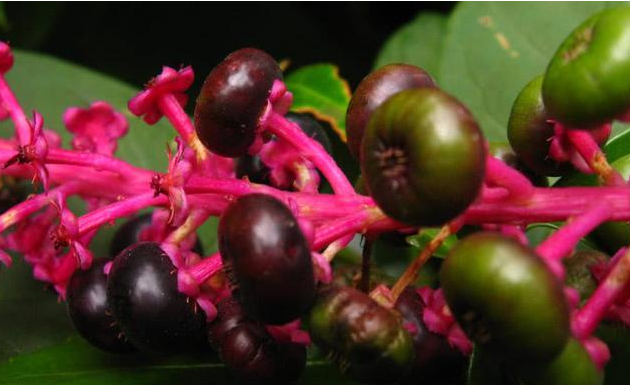 这种野果形似葡萄,小孩特别喜欢玩,殊不知其身藏毒素