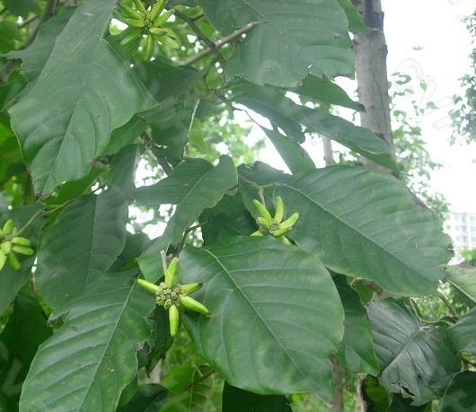 植物小百科:关于千丈树你不得不知道的知识!