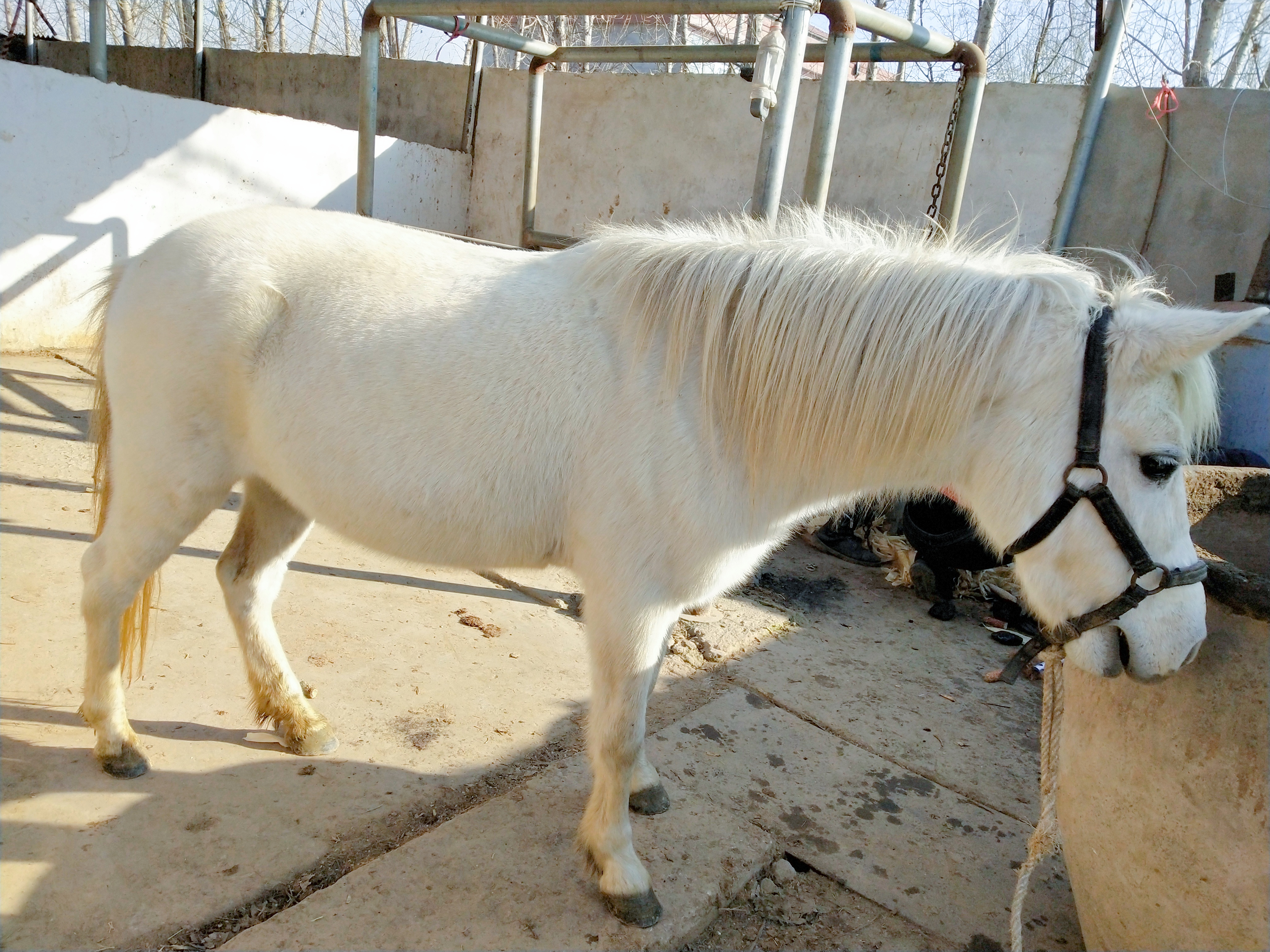 纯种德保矮马图片品种价格介绍