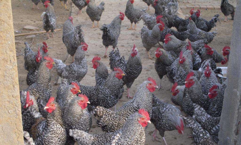 芦花鸡是我国土生土长的鸡种,它的养殖也有讲究!这5点很关键