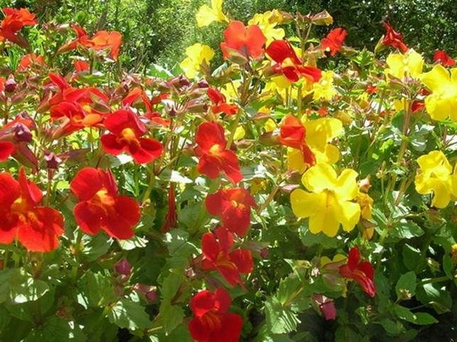 沟酸浆花容独特,可做室内装饰,使景观更加丰富而自然