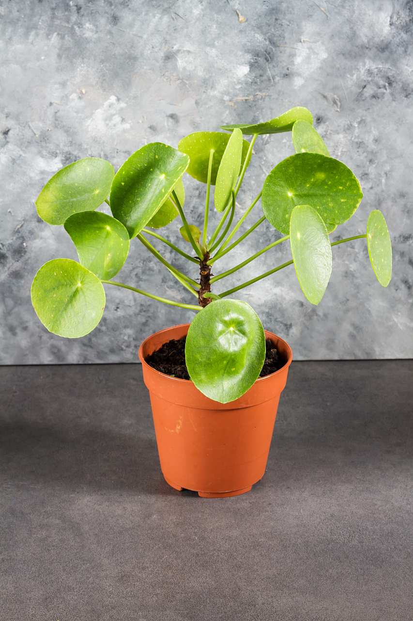 招财元宝是一种适合水培养殖的多肉植物,需要选择透明玻璃容器或水培