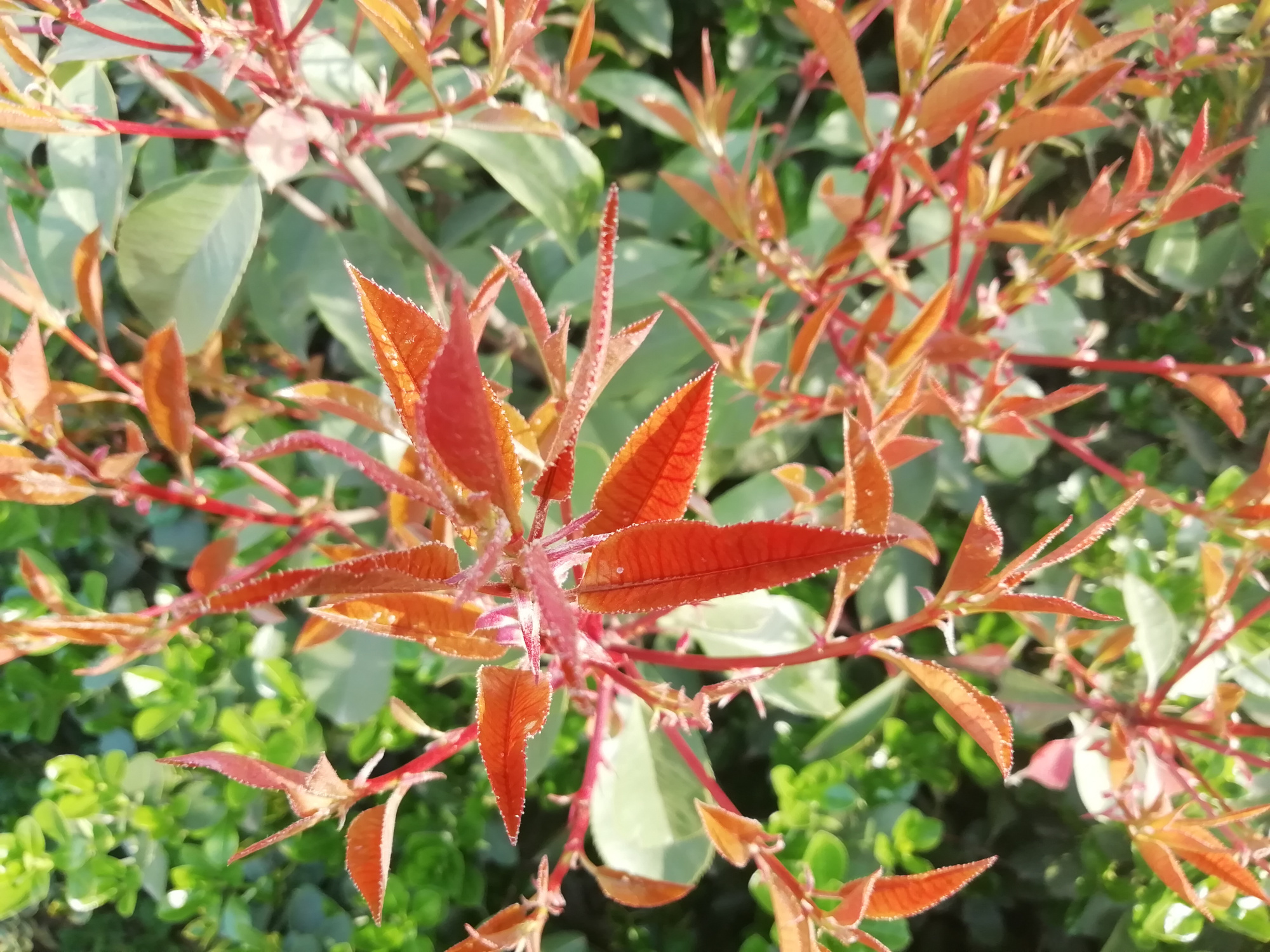 大地回春 百花齐放