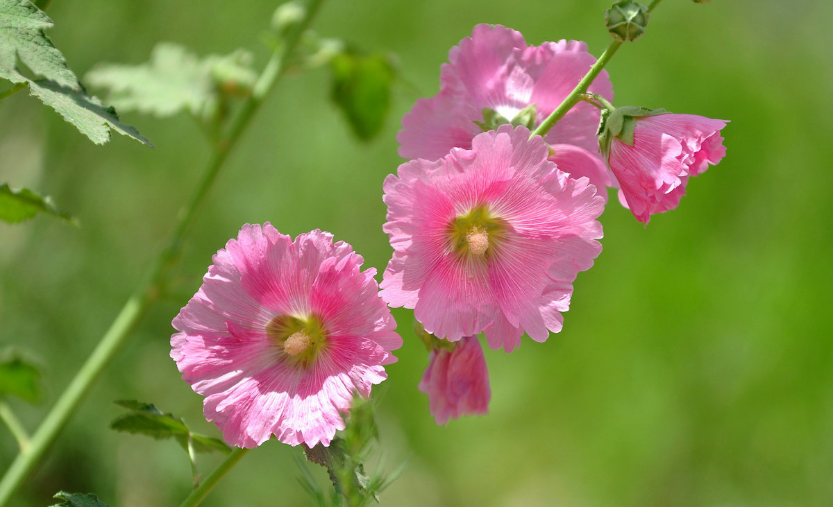 早安心语:生活不易,学会坚强,努力活下去!