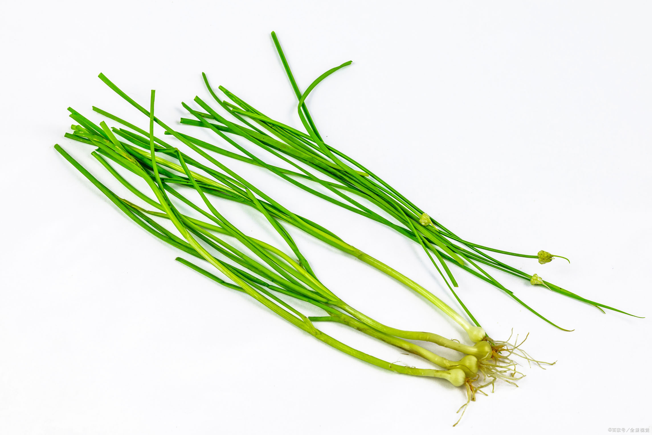 沙葱 五月份:香瓜,甜瓜,蜜瓜等上市,还有老人喜欢的蒸槐花