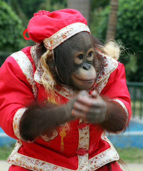 禁止动物表演:我们看耍猴时,有没有考虑过猴子的心情?