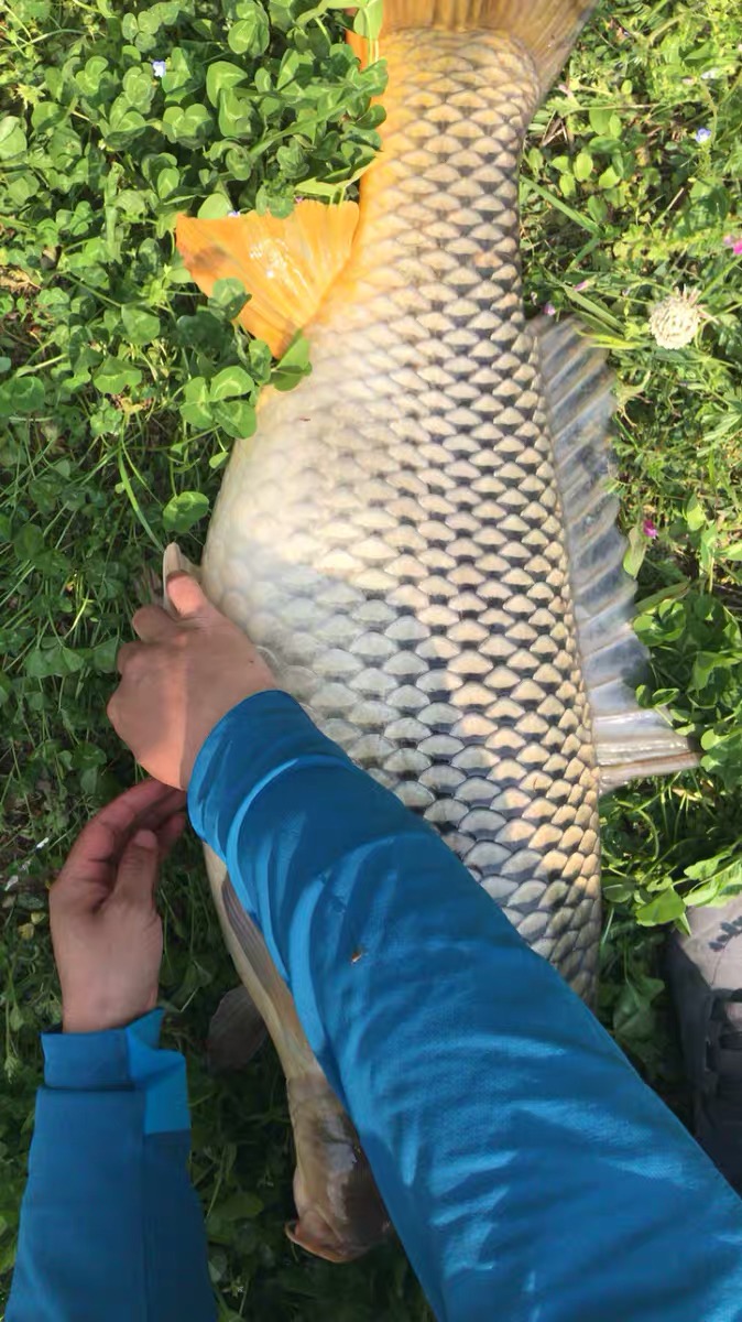 酷热气温钓鲤鱼,窝料这么配才最好,轻松擒获18斤大鲤鱼一条