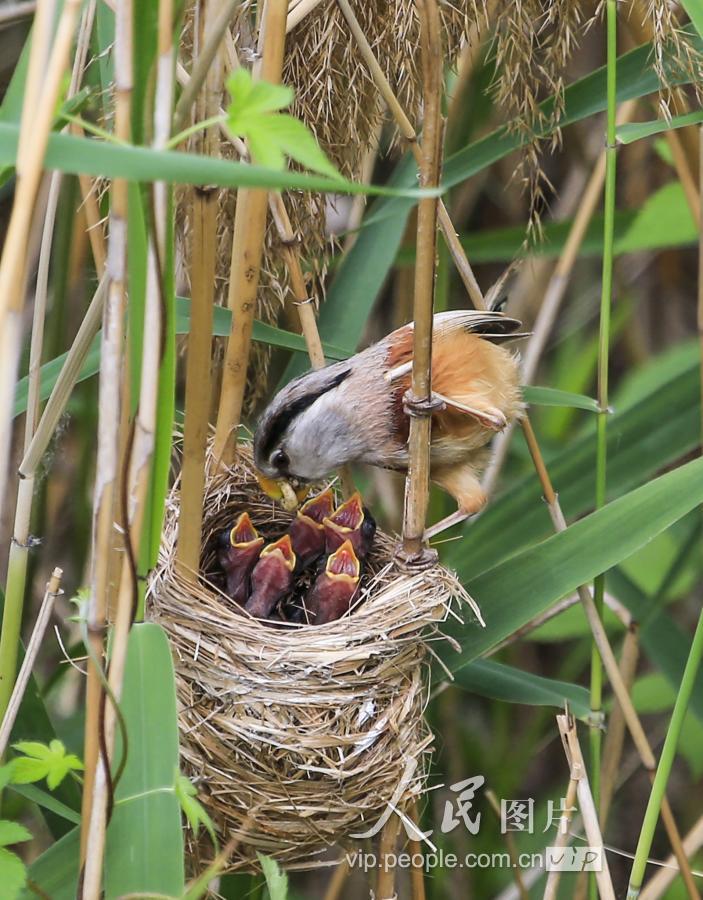 江苏泗洪:"鸟中大熊猫"震旦鸦雀育雏忙