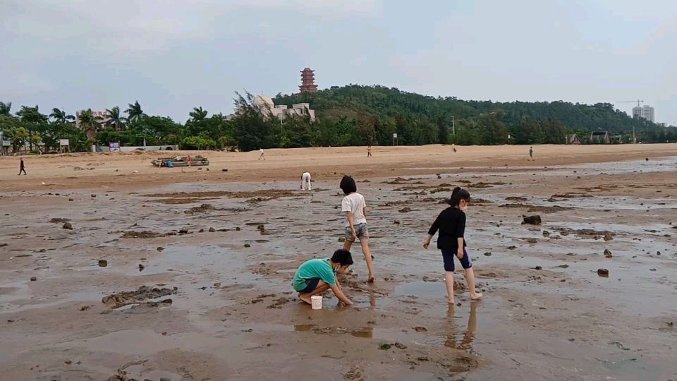海边挖螺、抓小鱼、抓小螃蟹、小虾,神兽们玩得超嗨!收货还不少
