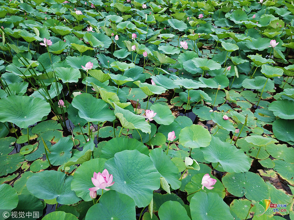 沈阳荷花池图片