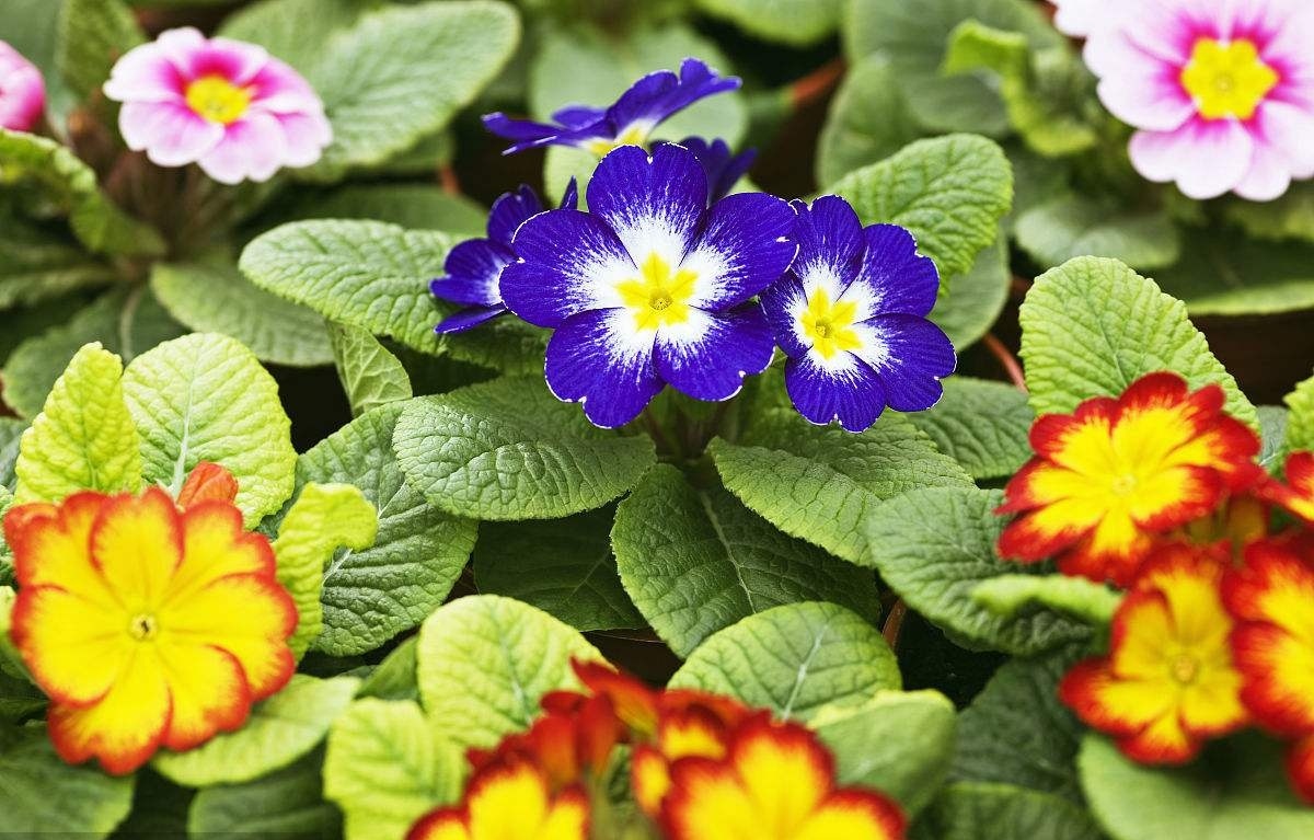 不能错过的春季花报春花盛开时间