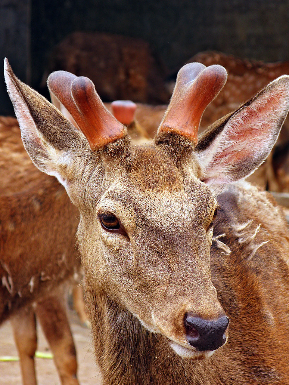 华南梅花鹿是一种美丽而独特的动物,生活在中国的华南地区.