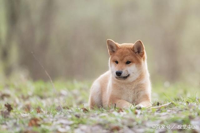 柴犬被主人割掉聲帶,見人就咬,是狗的錯還是人的錯?