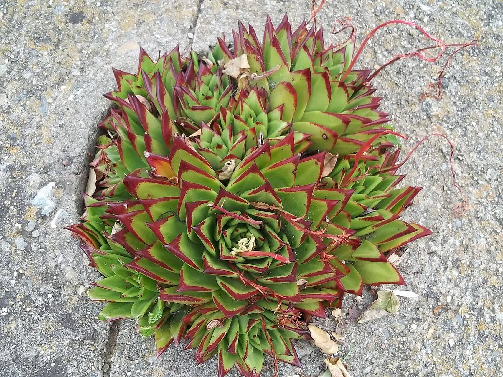 不死鸟多肉是一种非常美丽的多肉植物,它的叶片呈现出红色,黄色,绿色