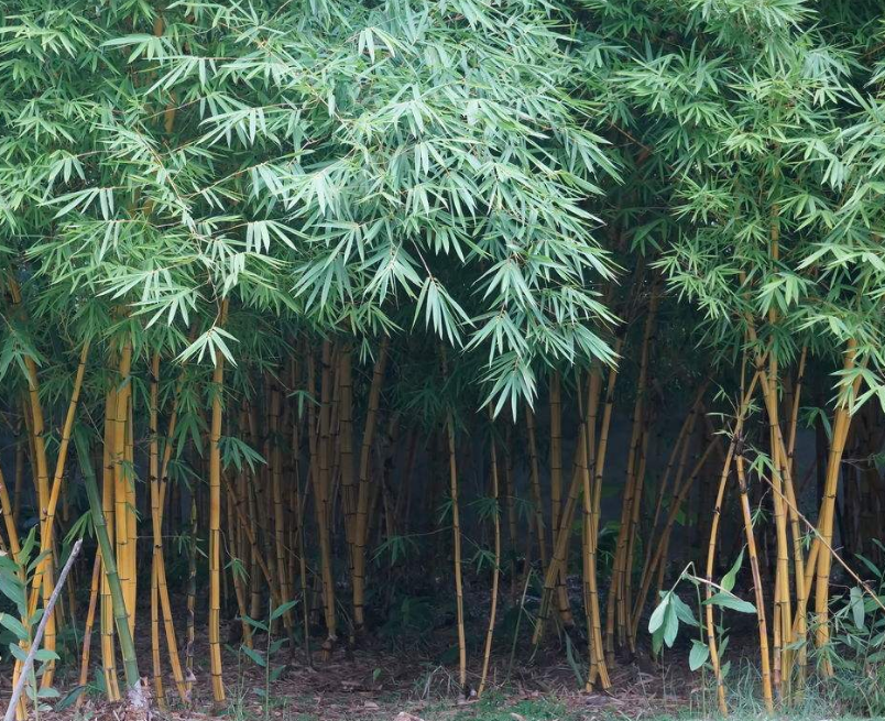 凤尾竹的栽种方法