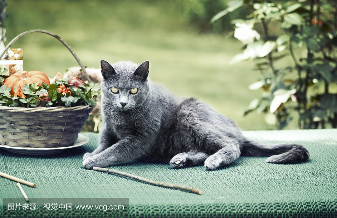 缅甸猫:甜美,听话,好打理,初级铲屎官最佳选择!