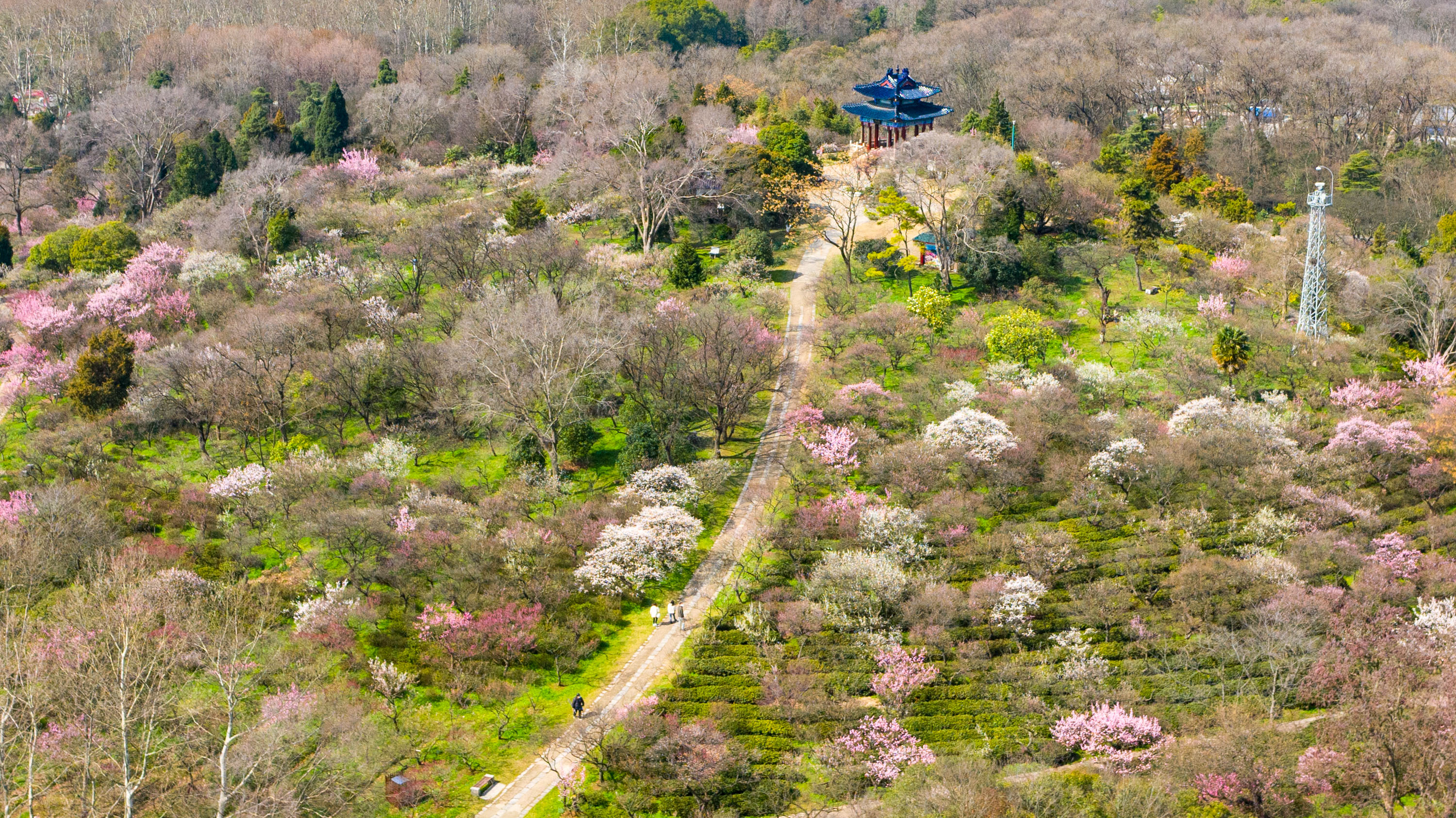 南京:梅花绽放春意浓
