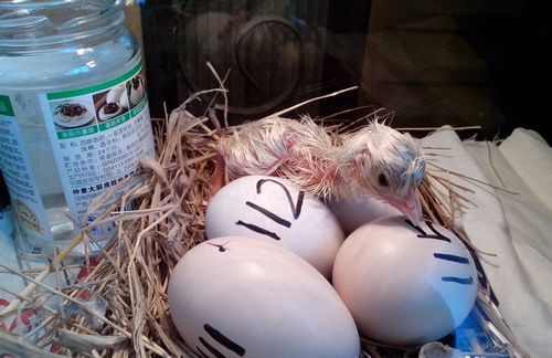 老师留作业孵小鸡,别怕,最强攻略帮你