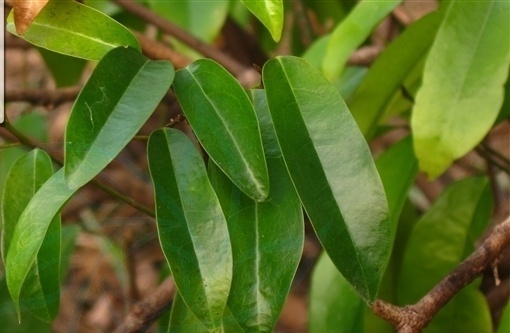 藤类中药植物图谱图片