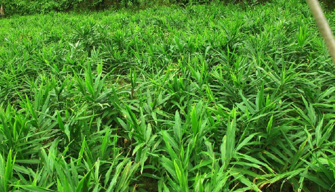 生姜是日常调味品,如何能让生姜长得更好?这些种植妙招帮到你!