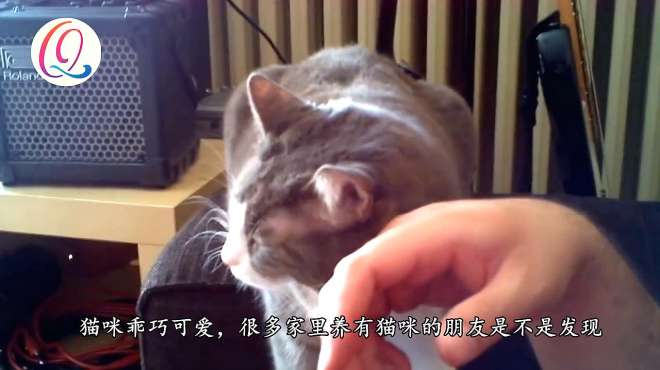 [图]猫咪总喜欢用头蹭人？原来是在表达这些，不知道太可惜了