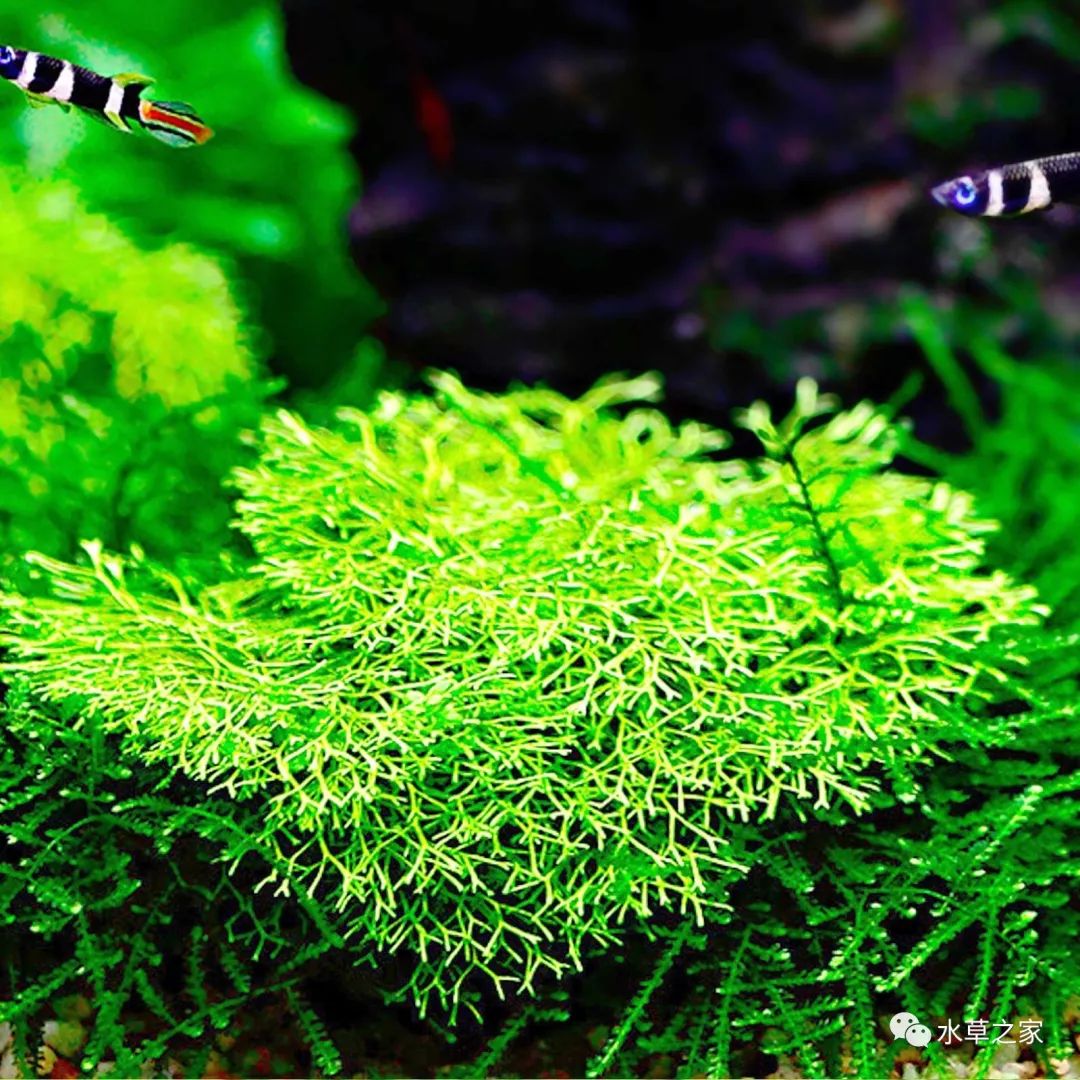 水草百科|迷你鹿角苔资料,图片