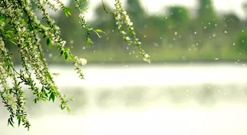 烟雨夜读|柳絮因风起,飘零未肯休